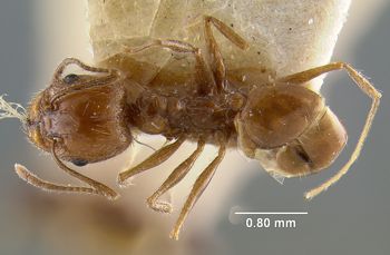 Media type: image; Entomology 20696